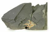 Ordovician Brittle Star (Ophiura) - Morocco #327197-1